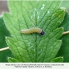 pyrgus melotis larva3